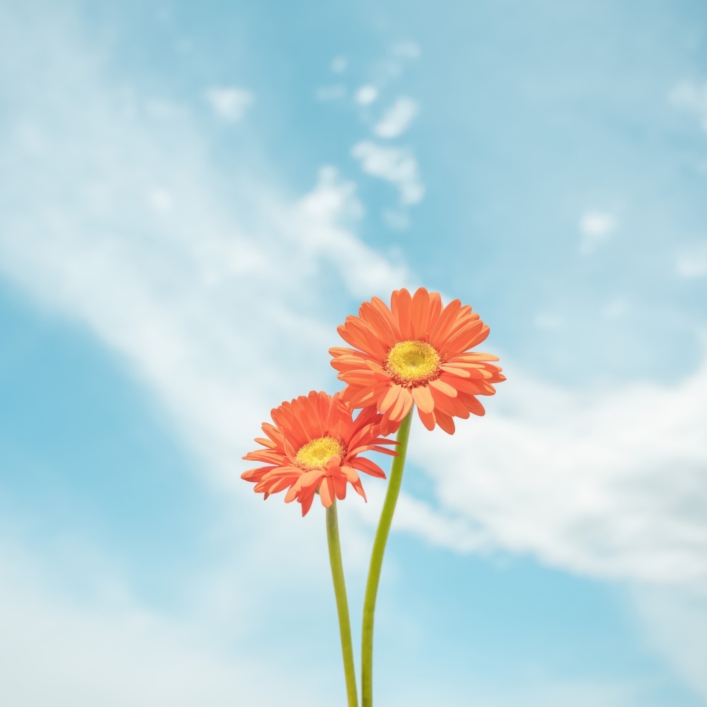Два цветка герберы на фоне неба