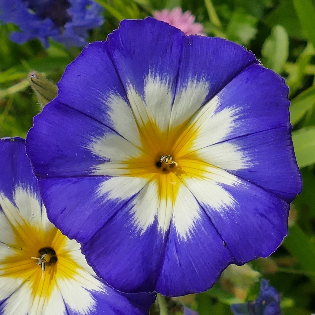 Два крупных цветка ипомеи