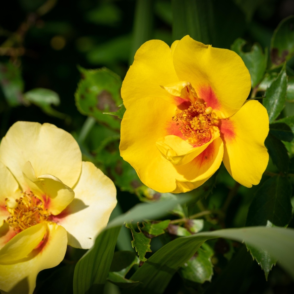 Две желтые парковые розы крупным планом