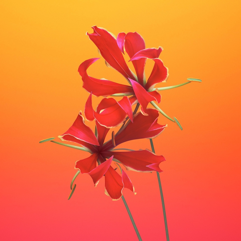 Необычные красные цветы лилии 