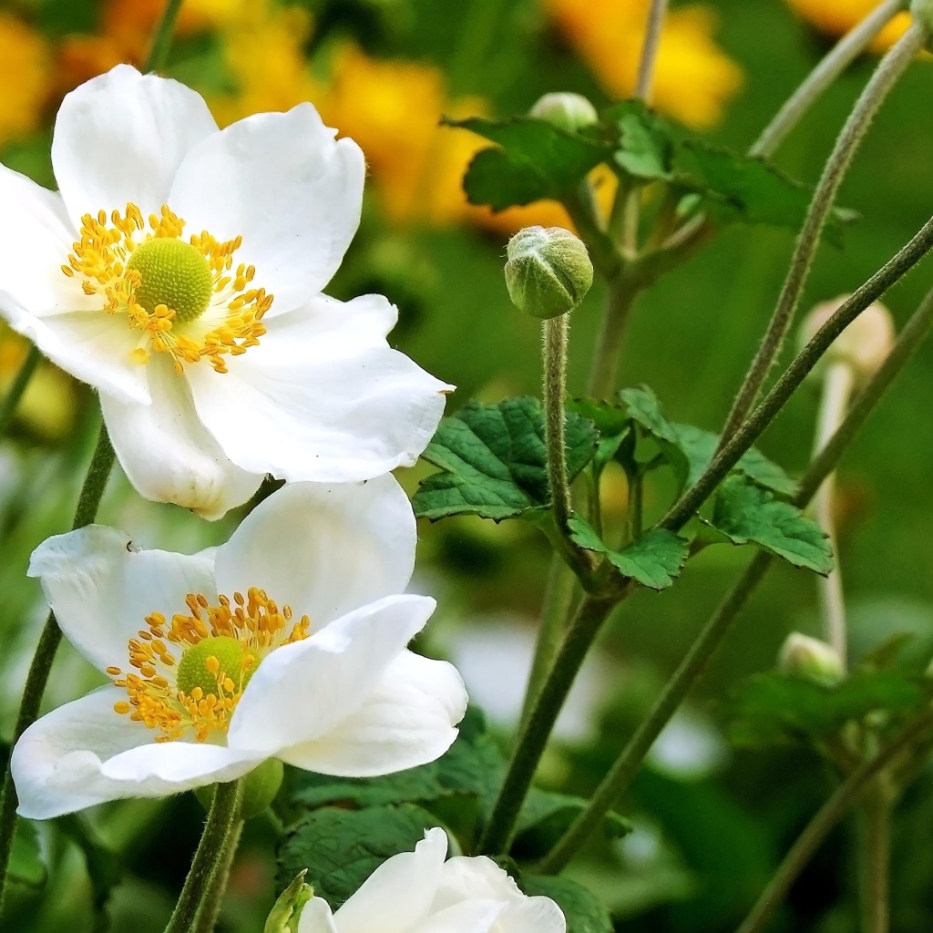 Белые цветы анемоны с бутонами крупным планом