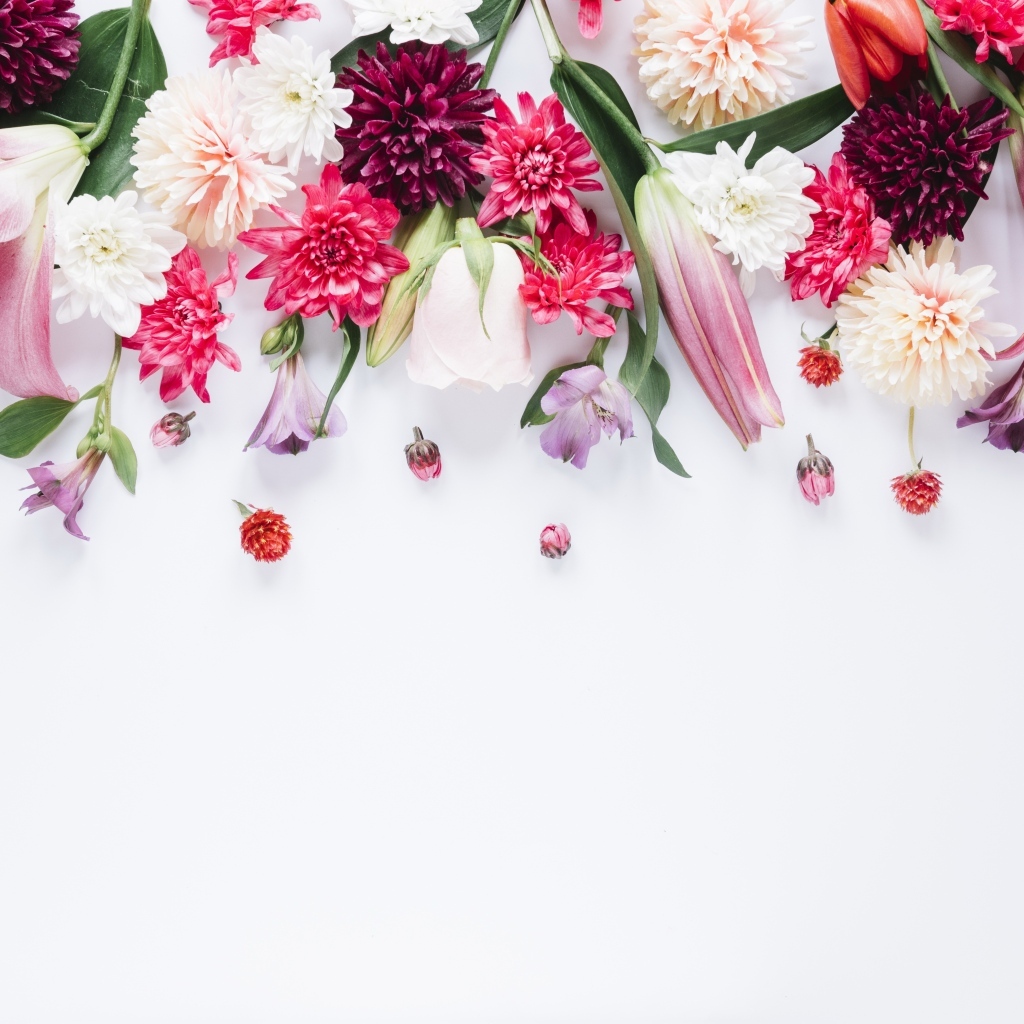 Белый фон со свежими разноцветными цветами