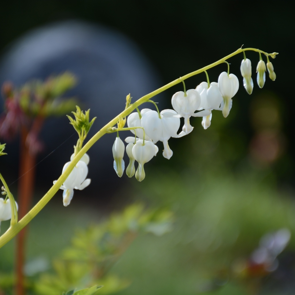 Белые нежные цветы фуксии 