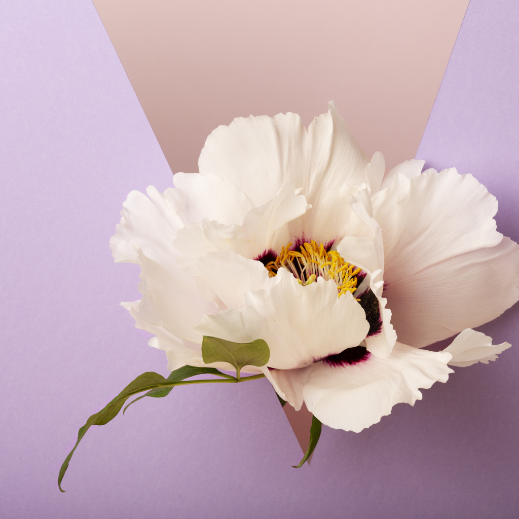 Белый цветок на фиолетовом фоне