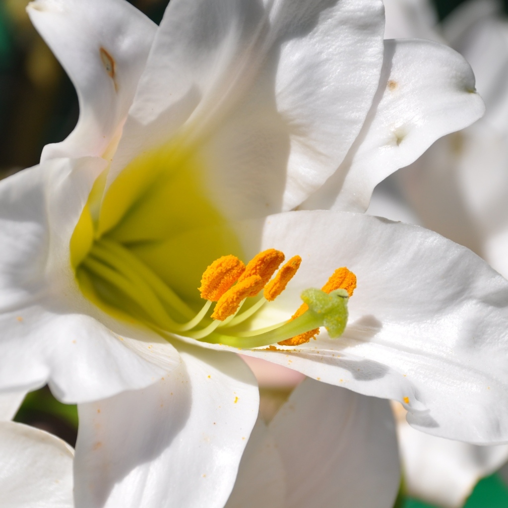 Белые лилии с желтой серединой