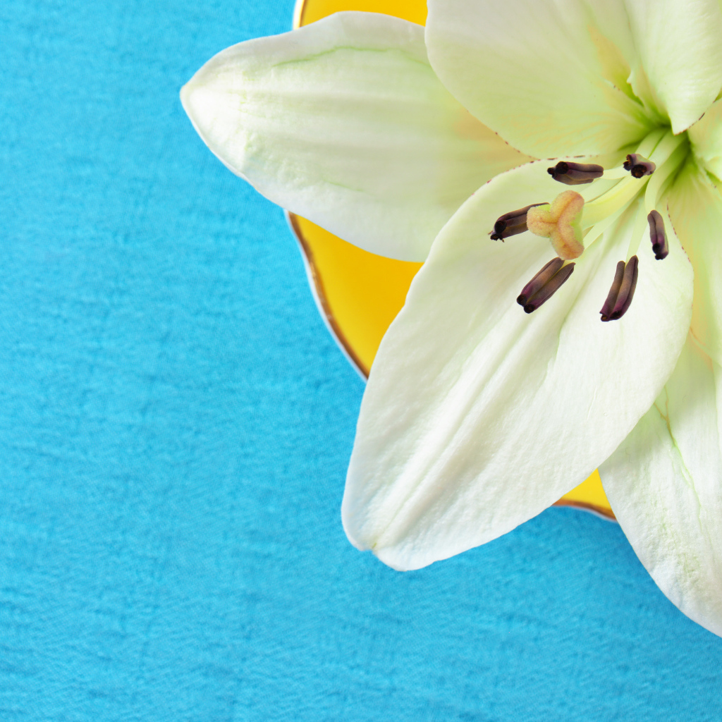 Белый цветок лилии на голубом фоне