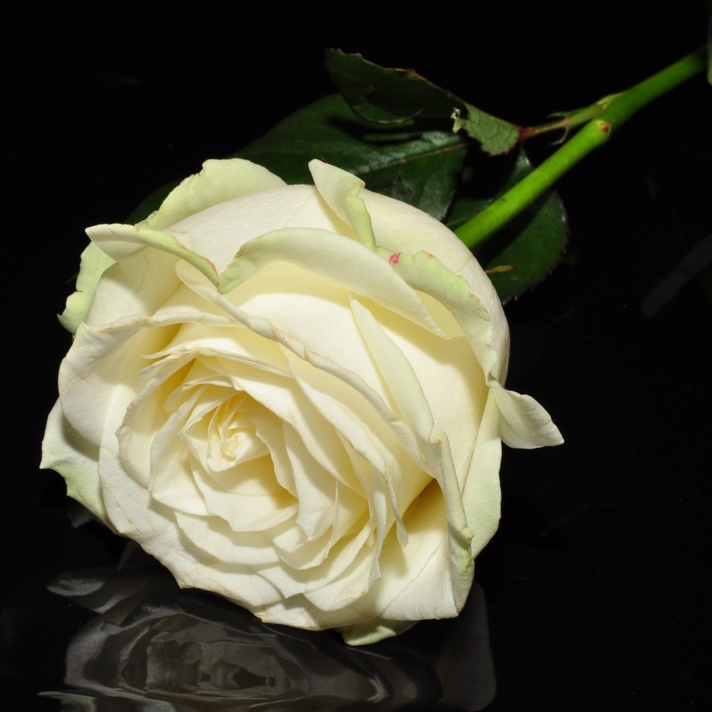 Белая роза отражается в черной поверхности 