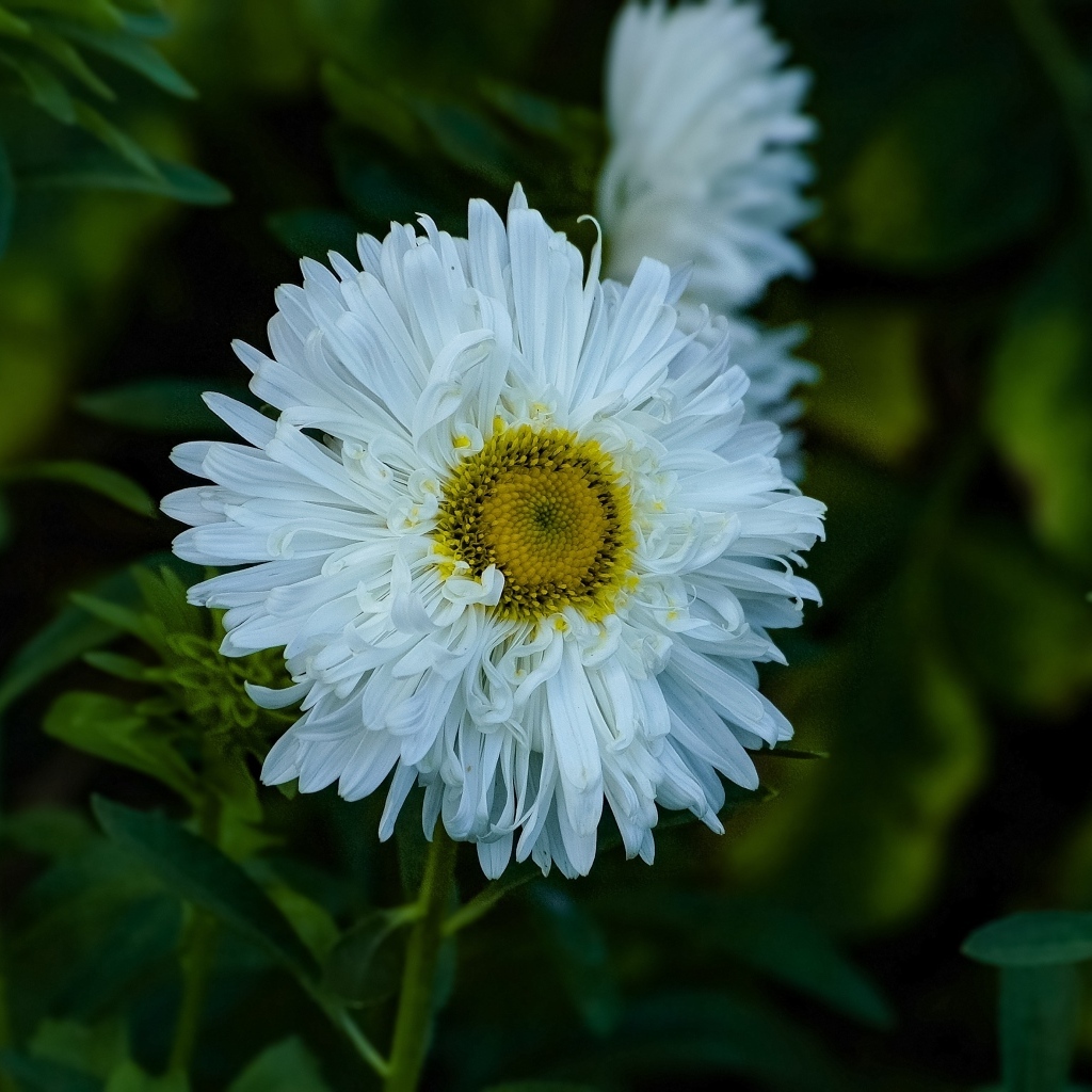 Белый летний цветок астра на клумбе