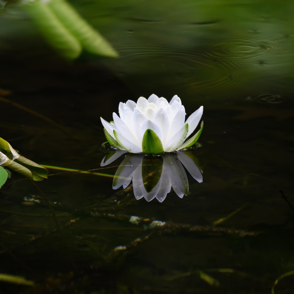 Белая водяная лилия в пруду
