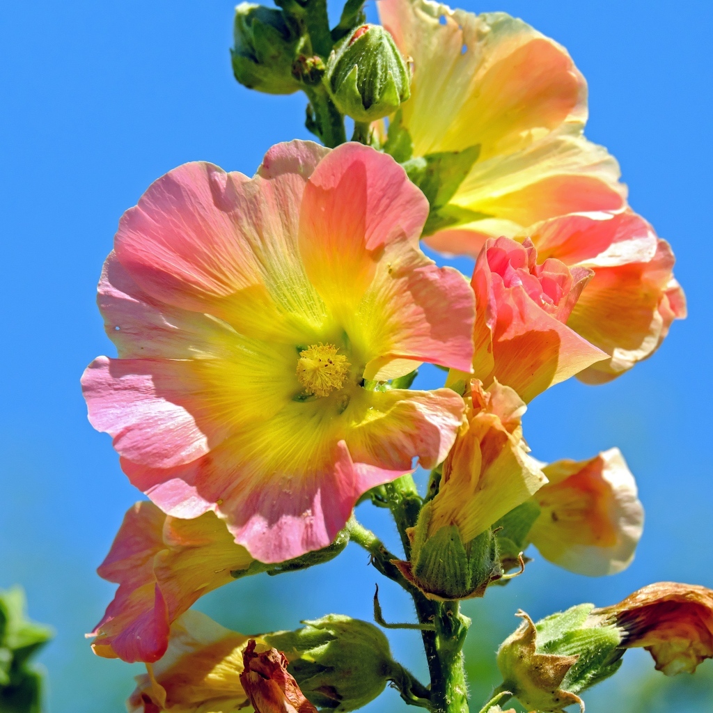 Полевые цветы мальвы на голубом фоне