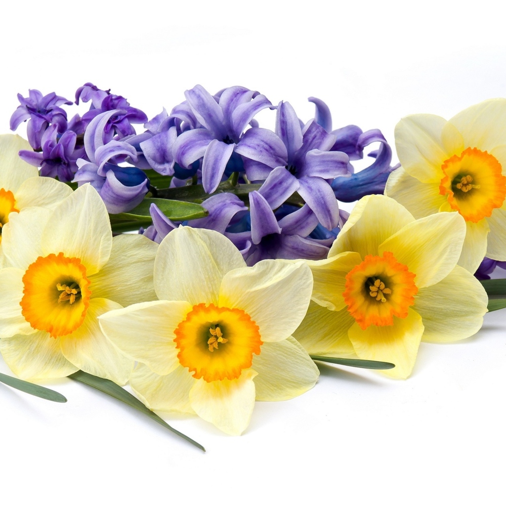 Желтые нарциссы с синим гиацинтом на белом фоне