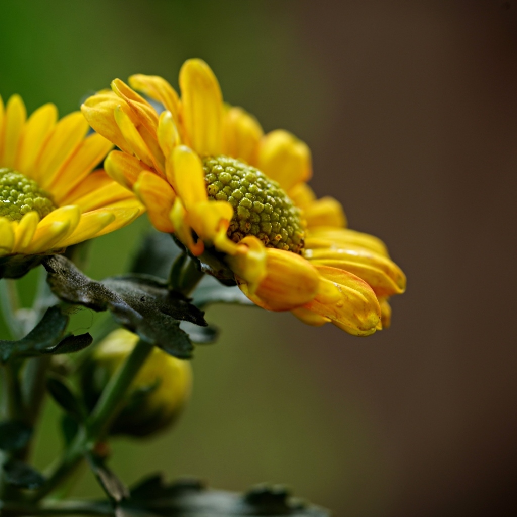 Желтые ромашковидные хризантемы с бутонами