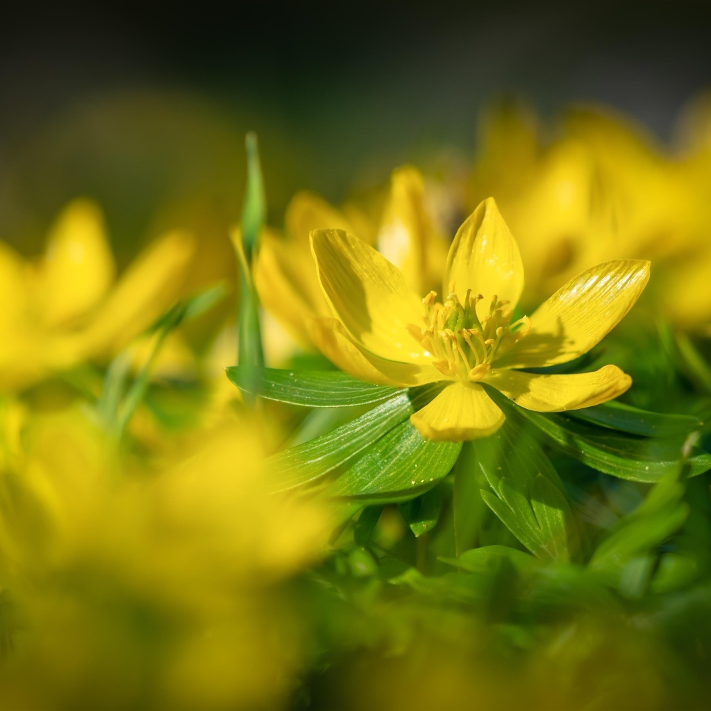 Желтые полевые лютики 