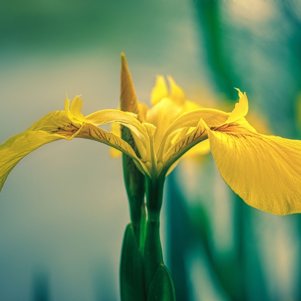 Желтый цветок ириса крупным планом