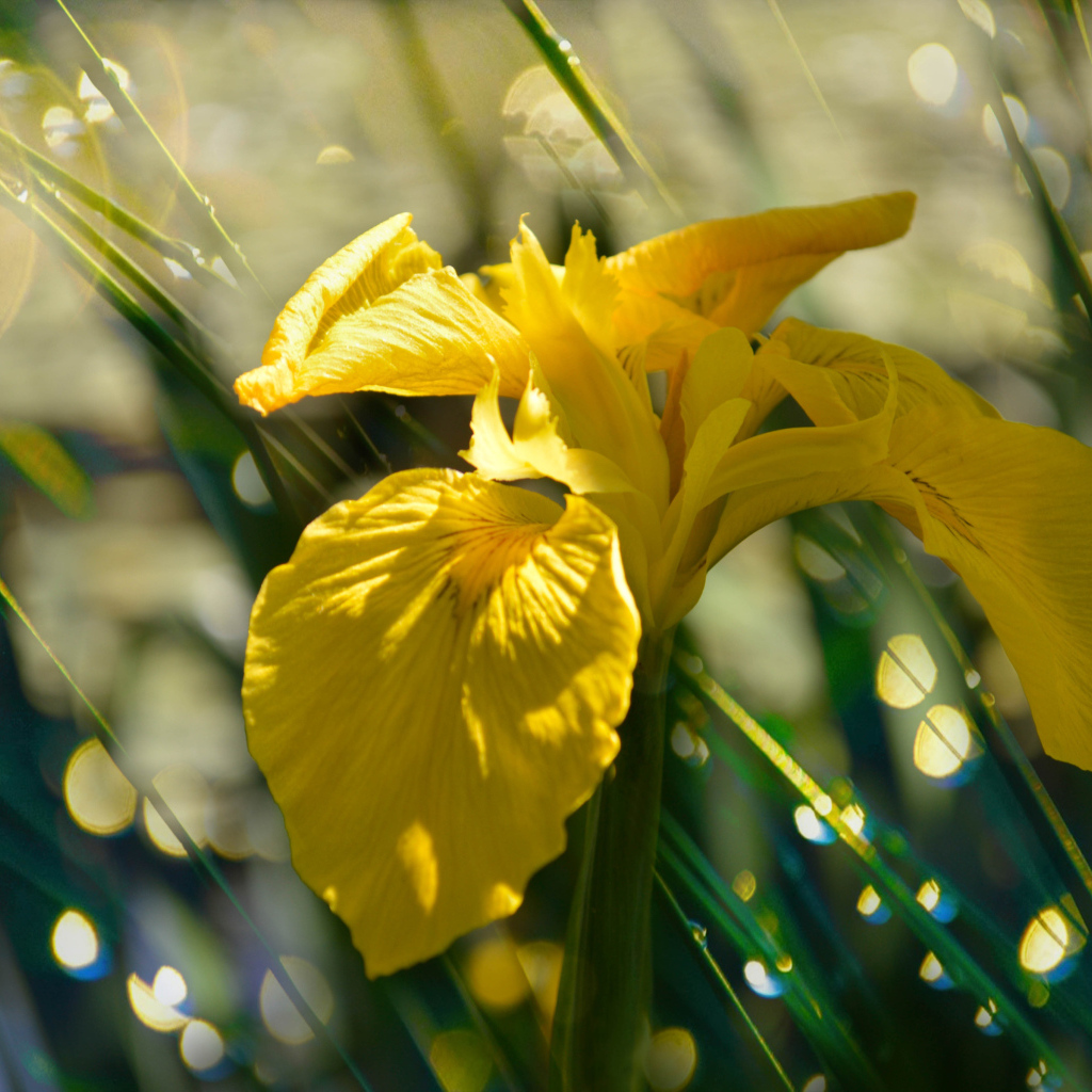 Желтый цветок ириса под дождем