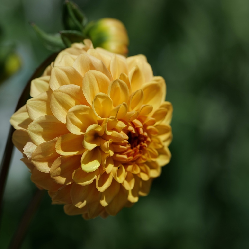 Желтый крупный цветок георгин вблизи