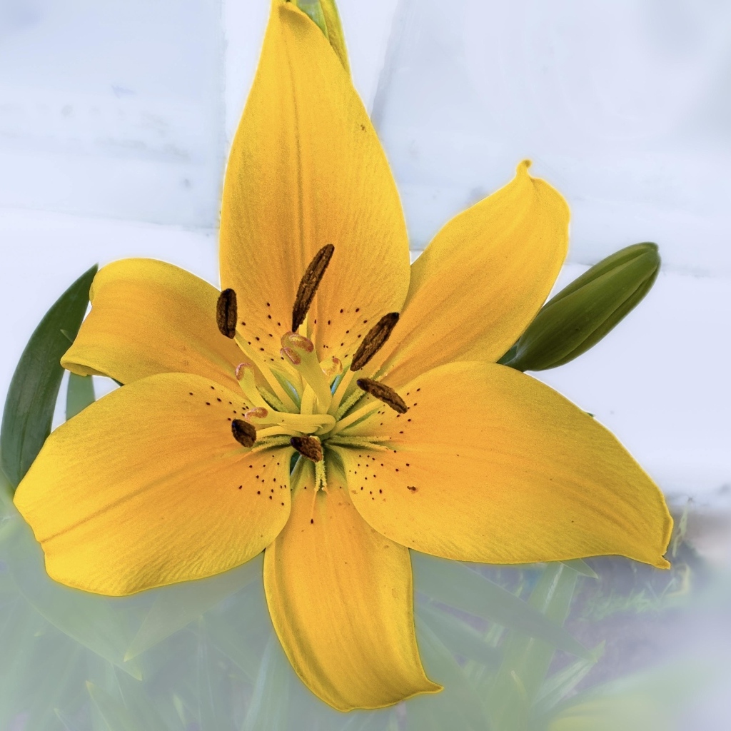 Желтый цветок лилии на прозрачном фоне