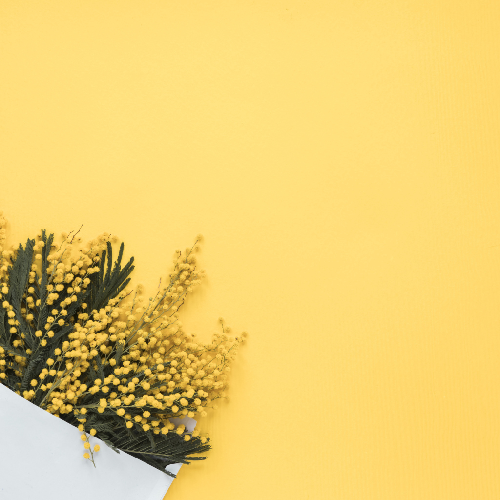Желтые цветы мимозы в конверте на желтом фоне
