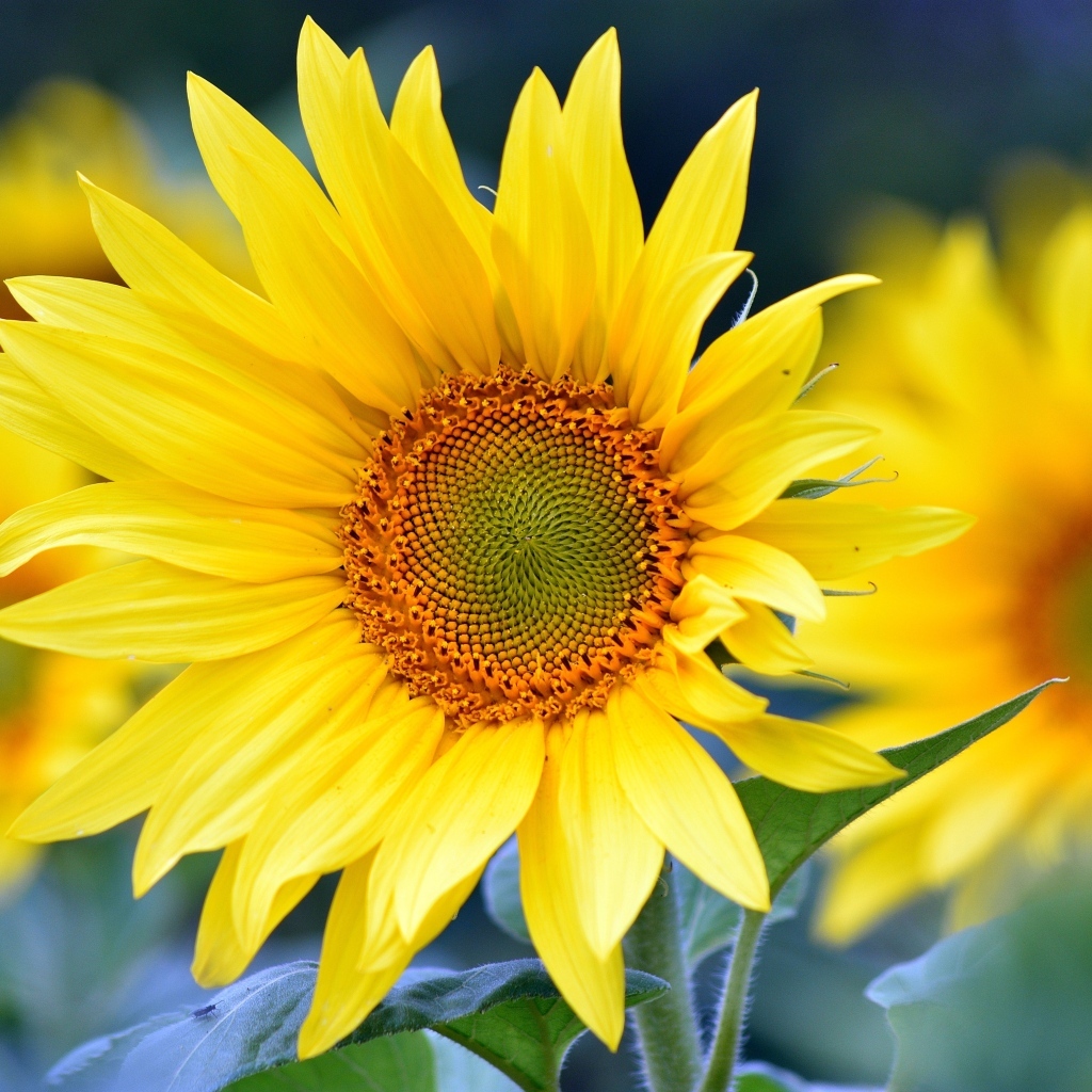 Желтые подсолнухи крупным планом