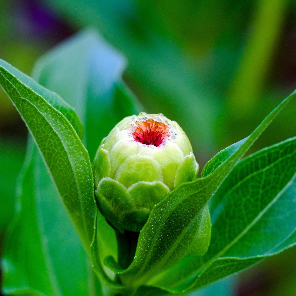 Бутон цветка циннии с зелеными листьями