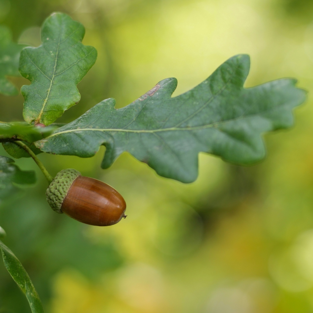 Желудь с зелеными листьями на ветке