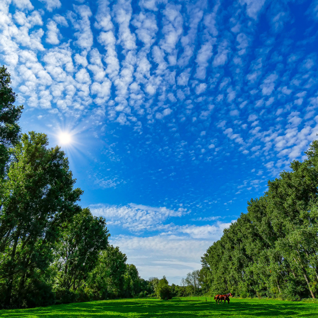 Красивое голубое небо над зеленой поляной
