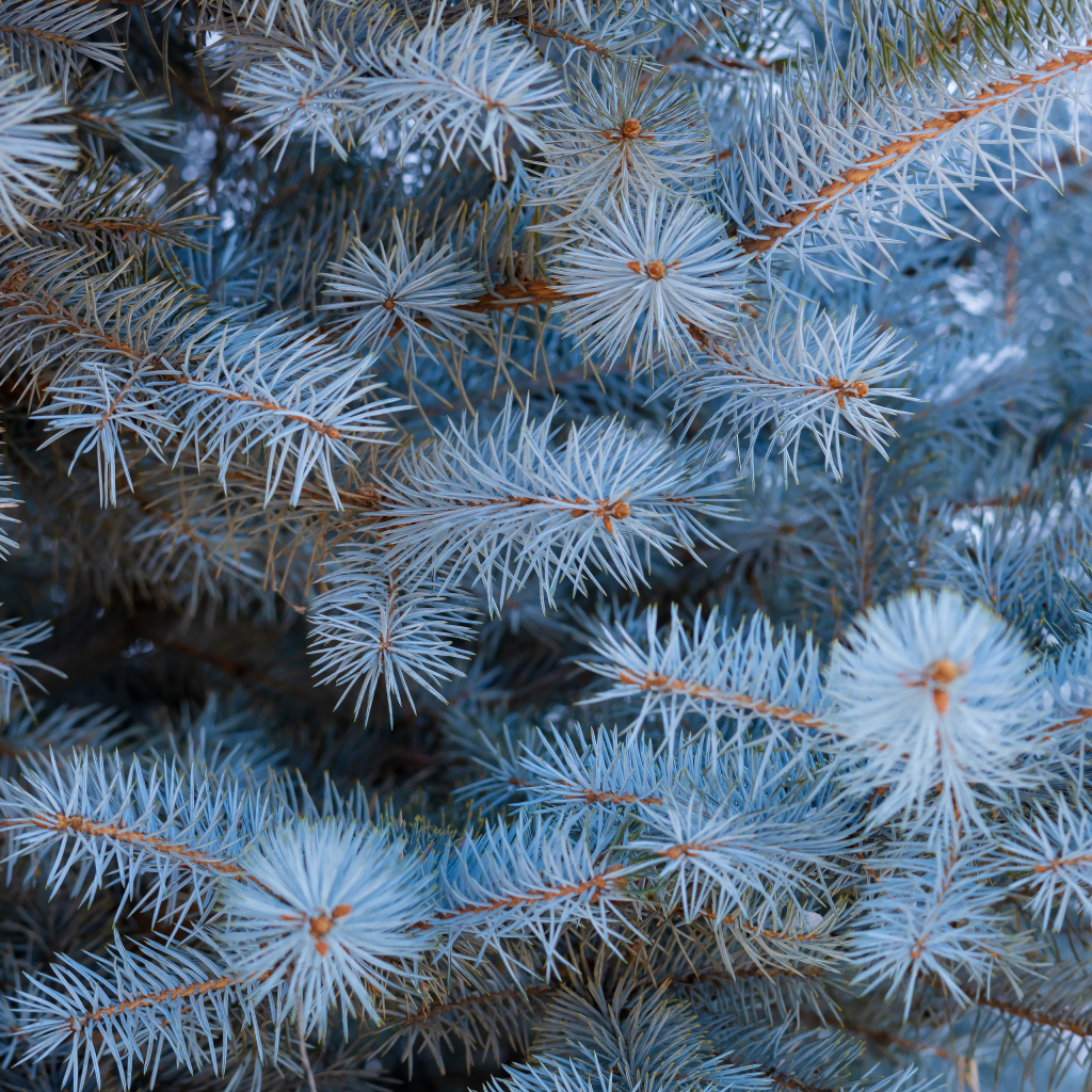 Ветки голубой ели крупным планом