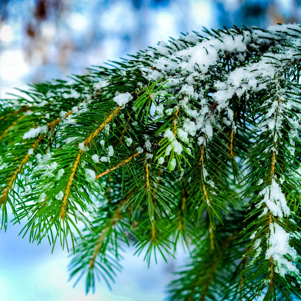 Зеленая ветка ели в снегу