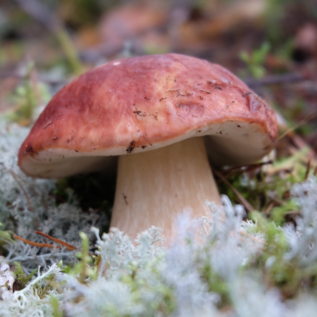 Большой гриб боровик во мху