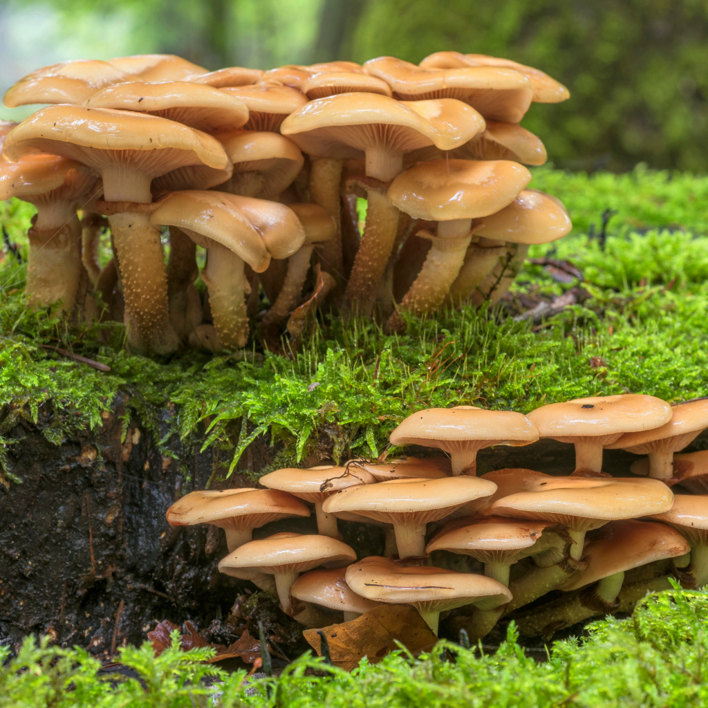 Много лесных грибов на покрытой зеленым мхом земле