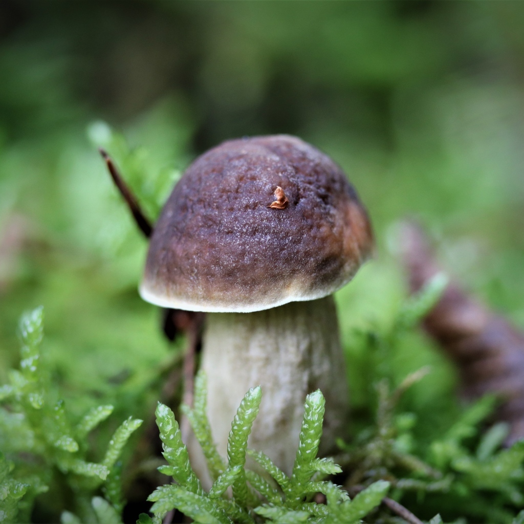 Маленький гриб в зеленом мху