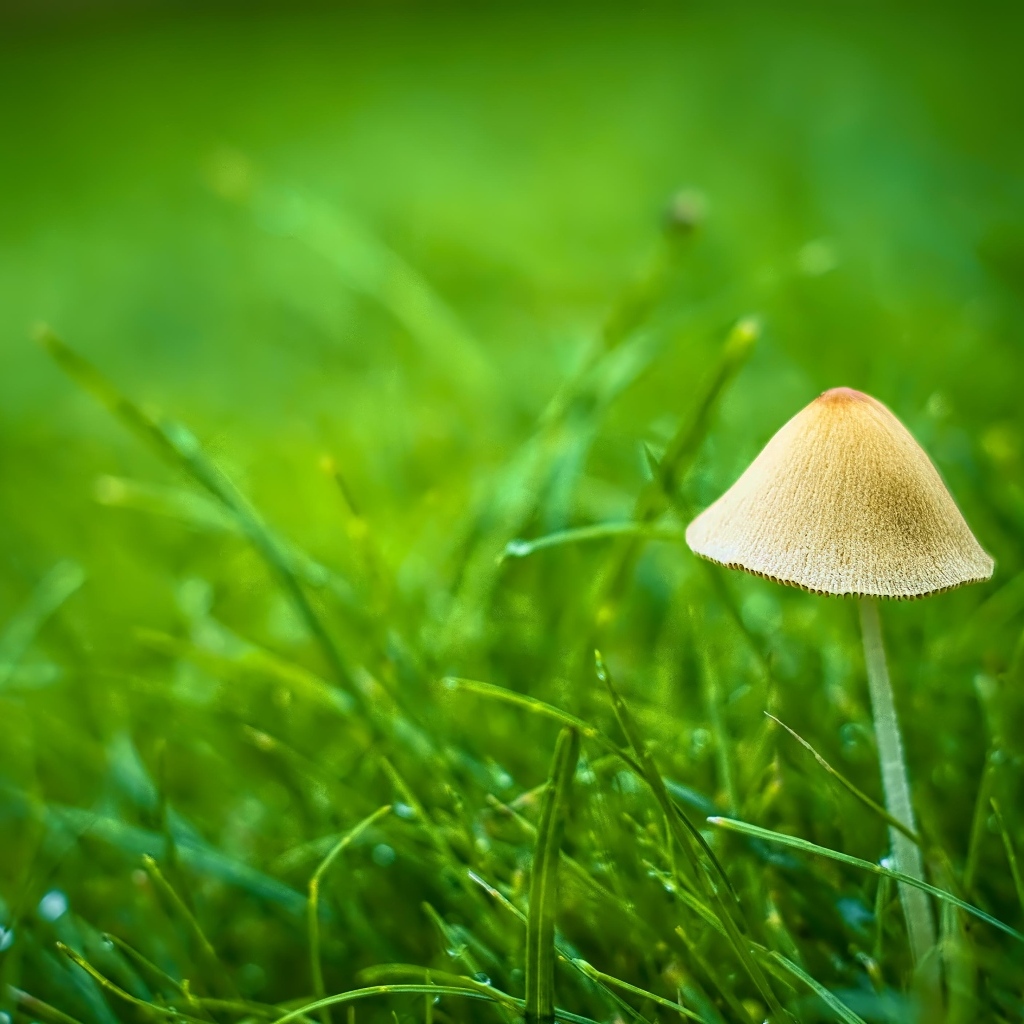 Гриб поганка в зеленой траве