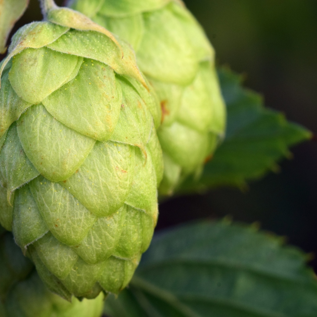 Зеленые ароматные шишки хмеля крупным планом