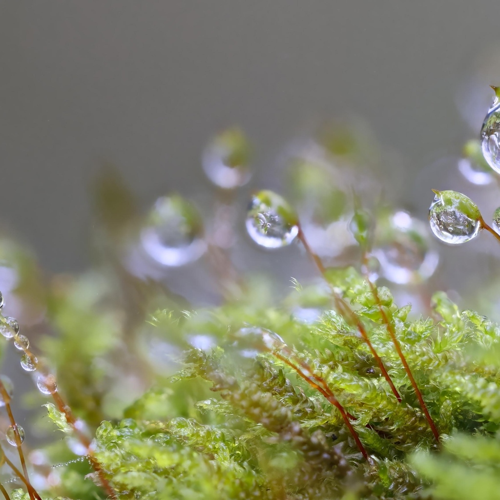 Мох в каплях росы крупным планом