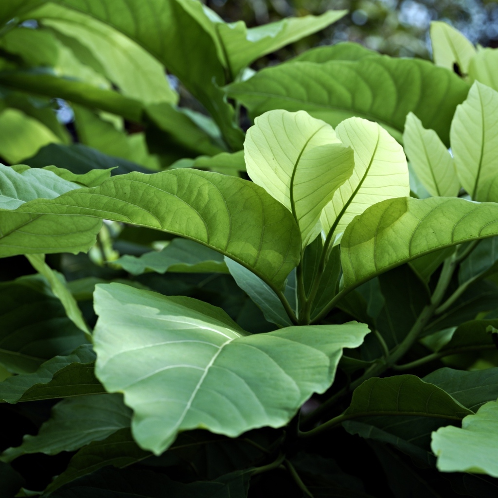 Растение с большими зелеными листьями 