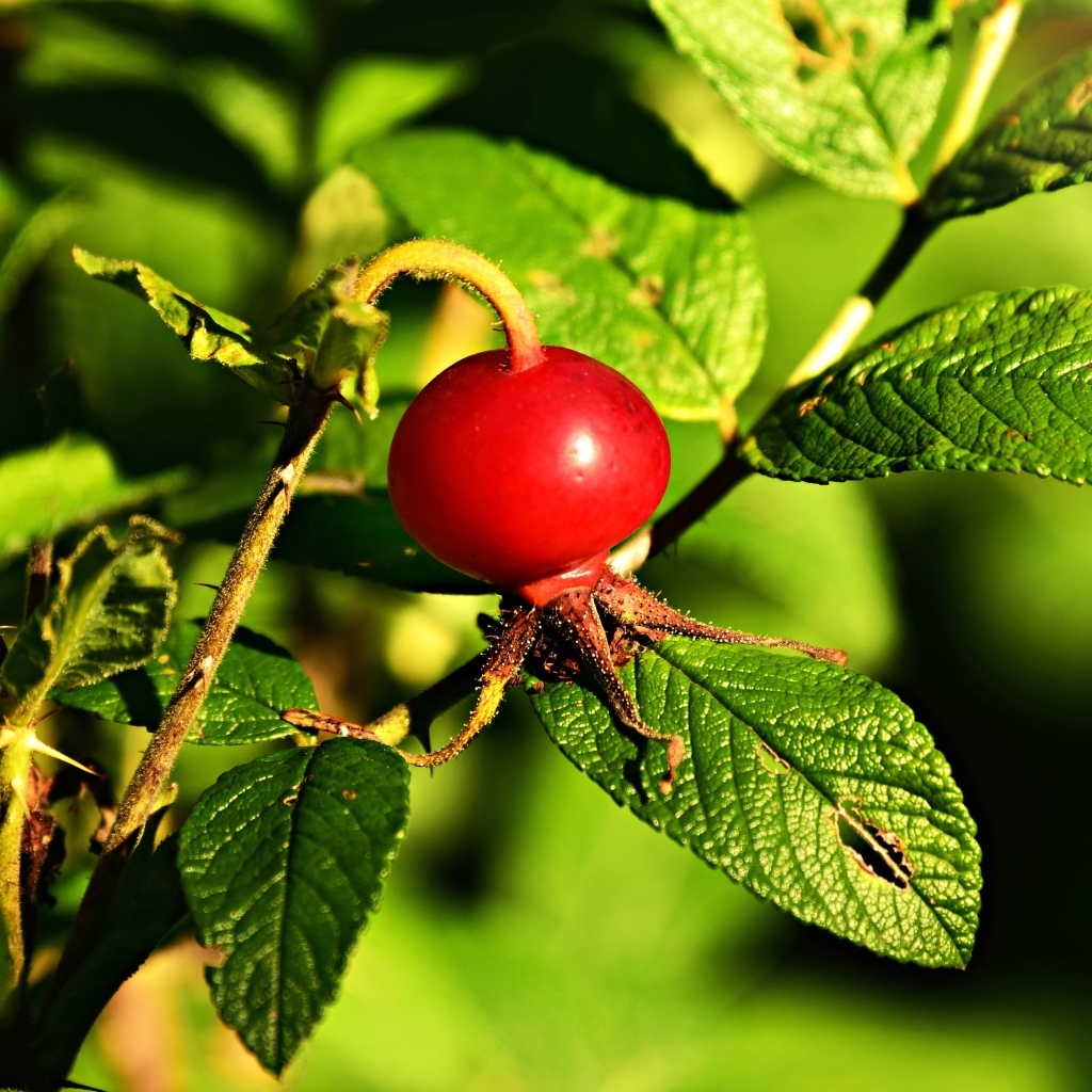 Красная ягода шиповника на ветке с зелеными листьями