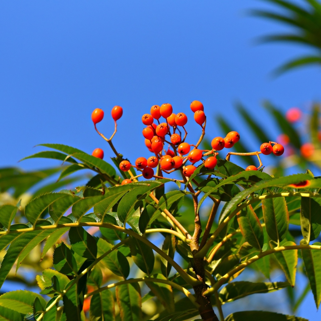 Красные ягоды рябины в зеленых листьях