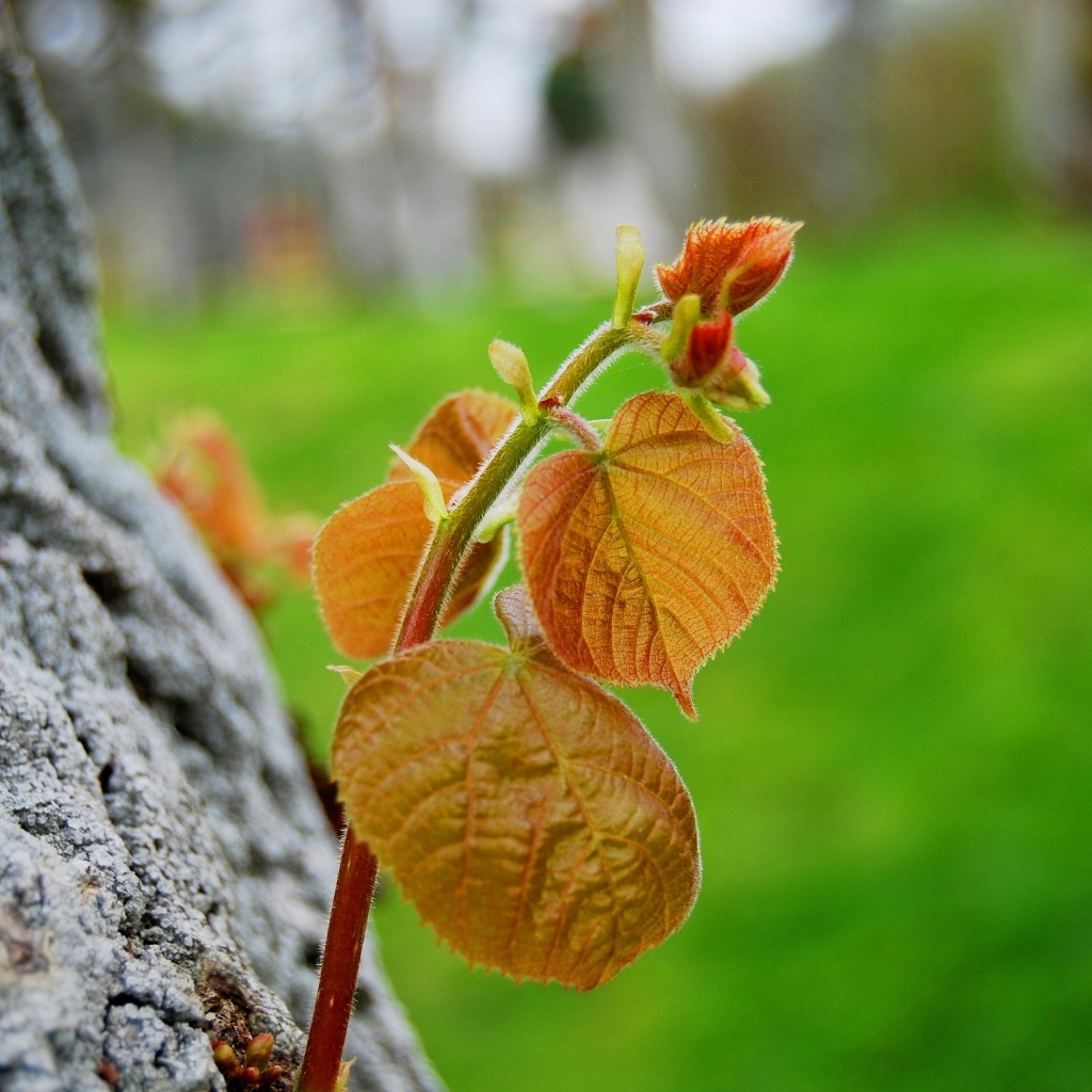 Молодая веточка с листьями на дереве
