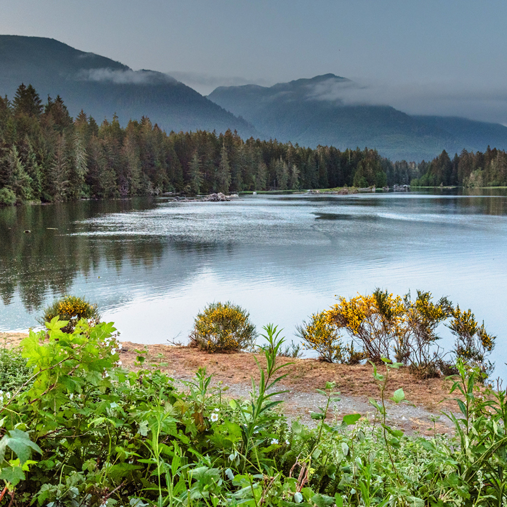 Густой лес на берегу горного озера