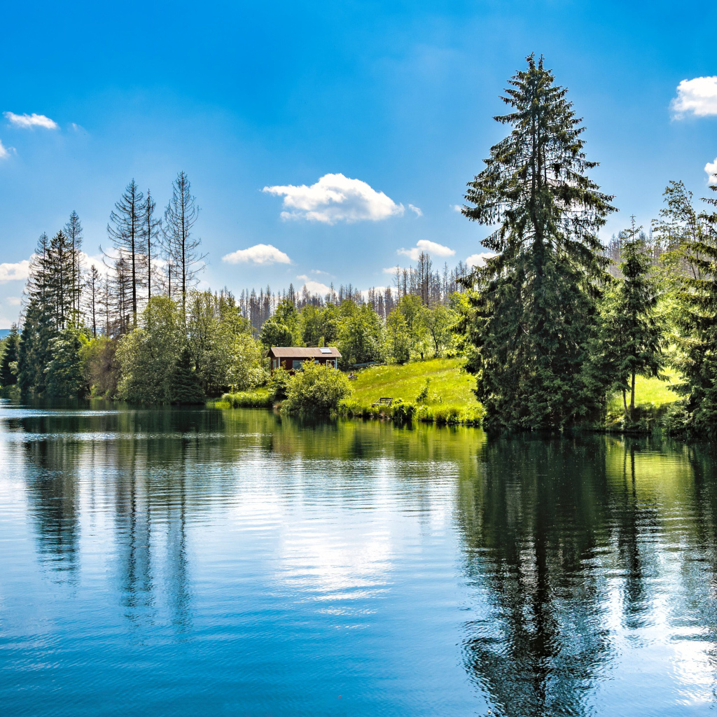 Высокие ели растут на берегу озера 