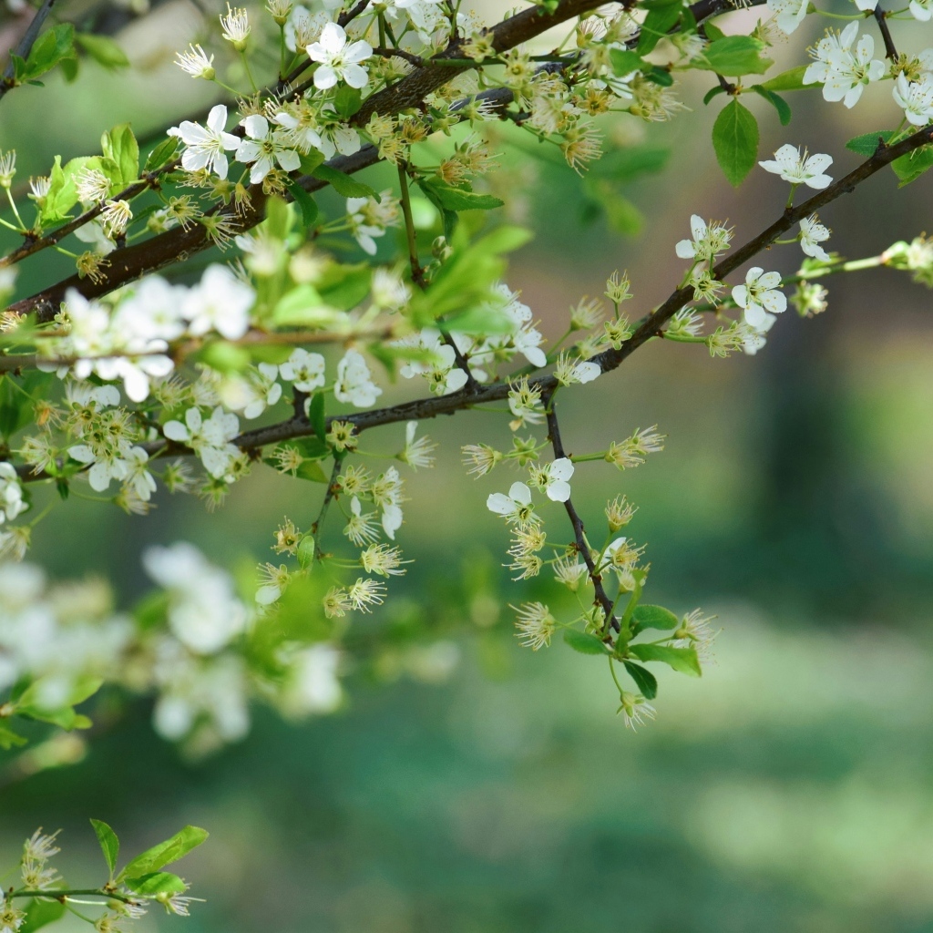 Ветки вишни распускаются весной
