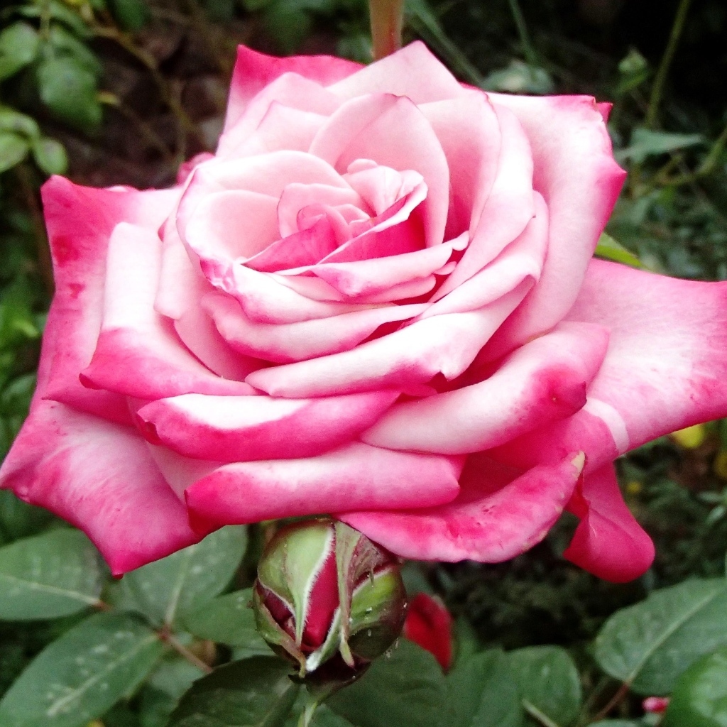 Крупная розовая роза на клумбе вблизи