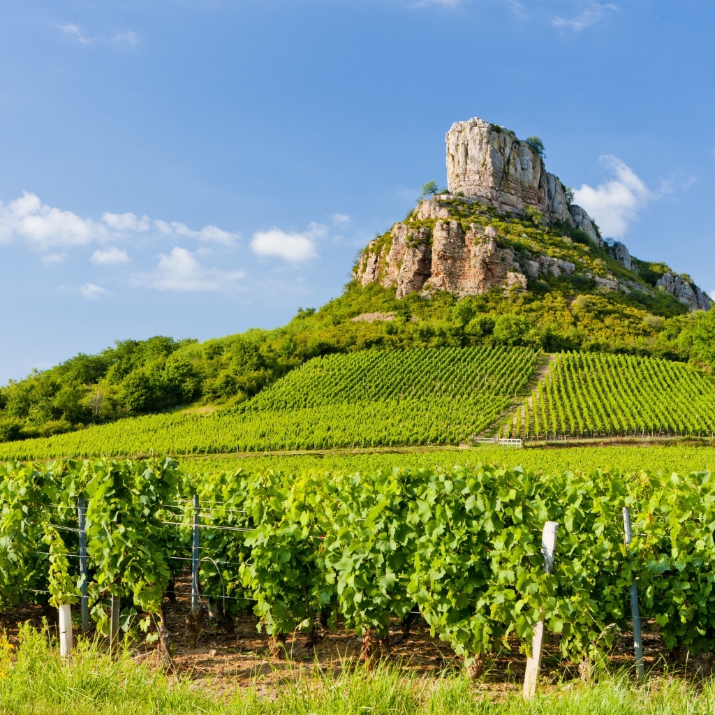 Виноградные поля у подножия скалы под голубым небом, Франция