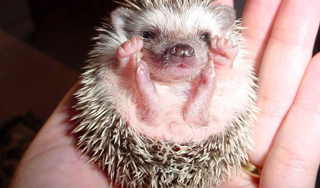 Маленький ежик