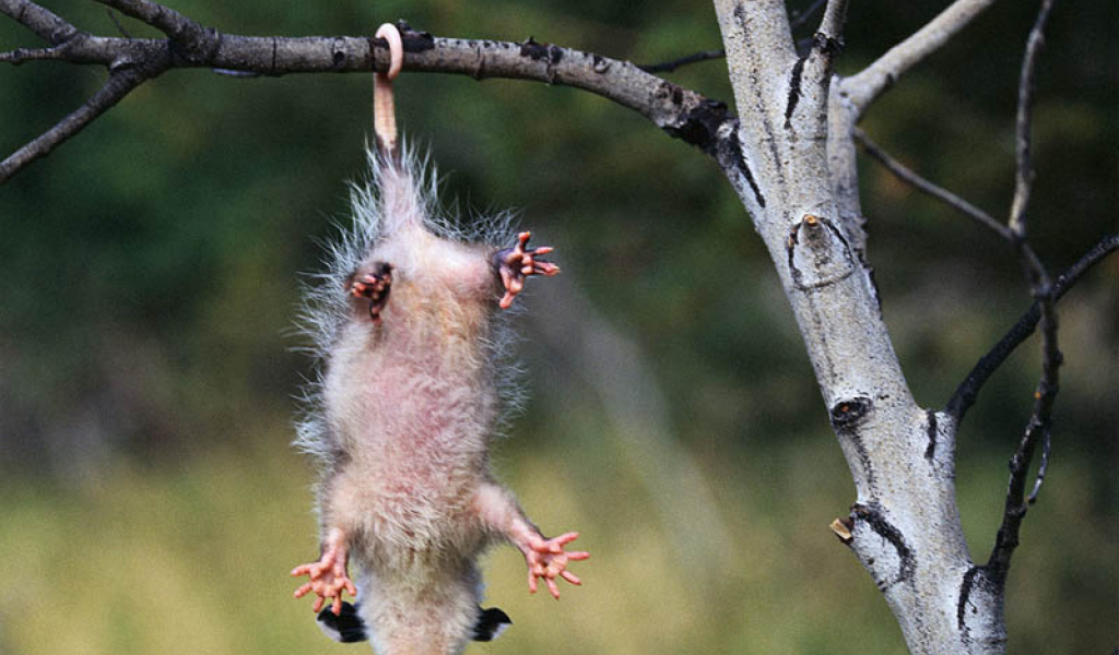 Зверёк висящий на хвосте