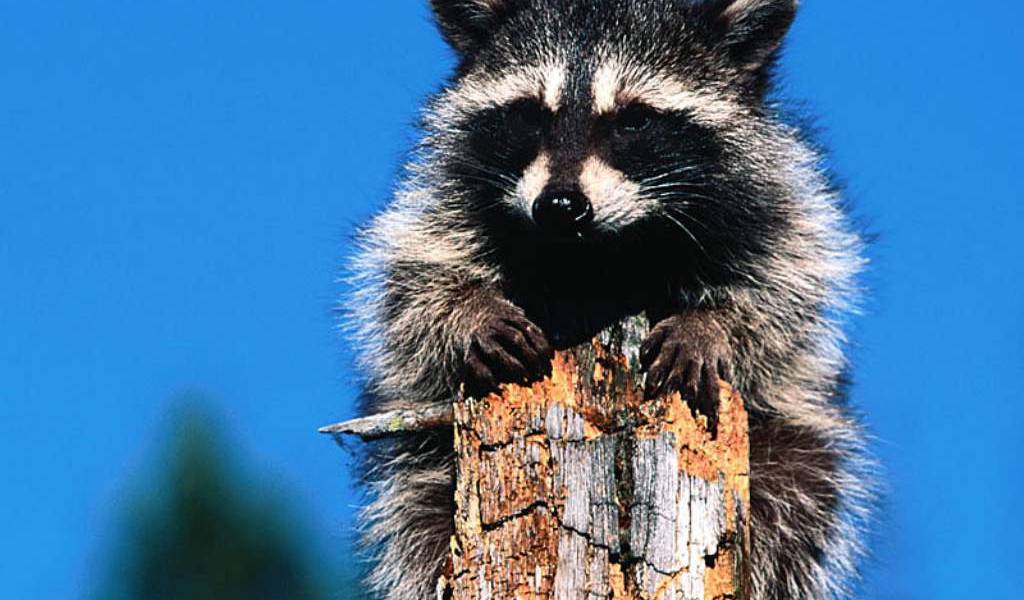 Зверёк на дереве