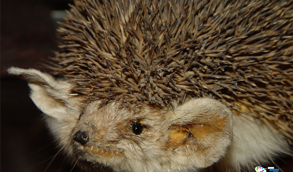 Ушастый ежик