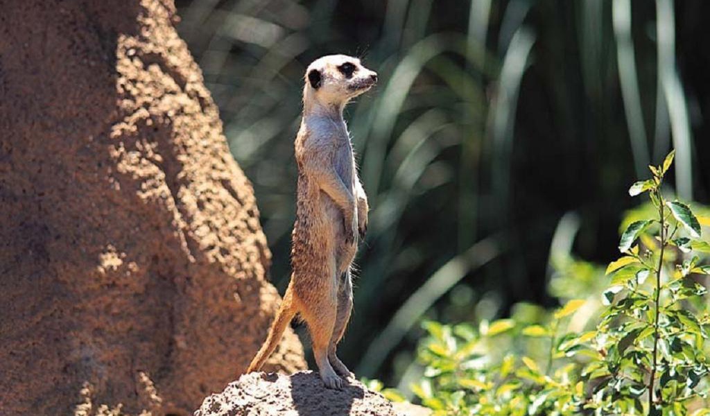 Зверёк на задних лапках