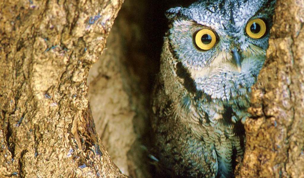 Сова в гнезде