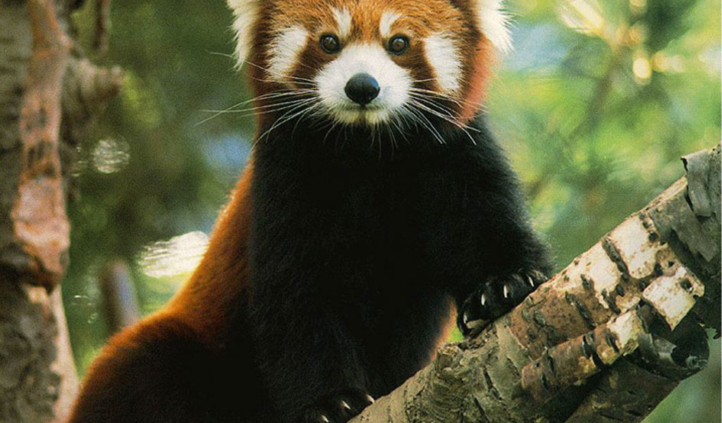 Медвежонок